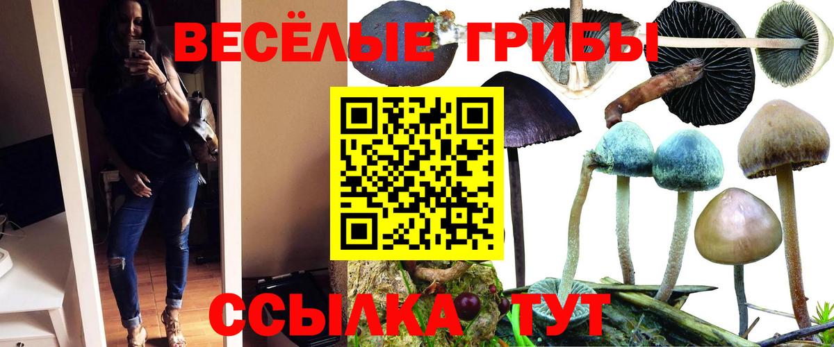 Галлюциногенные грибы Psilocybine cubensis Джанкой